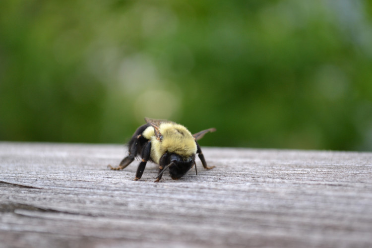 stock-photo-bee-on-the-deck-67149109.jpg
