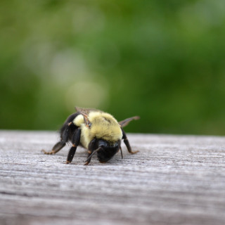 stock-photo-bee-on-the-deck-67149109