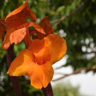 stock-photo-orange-230084277