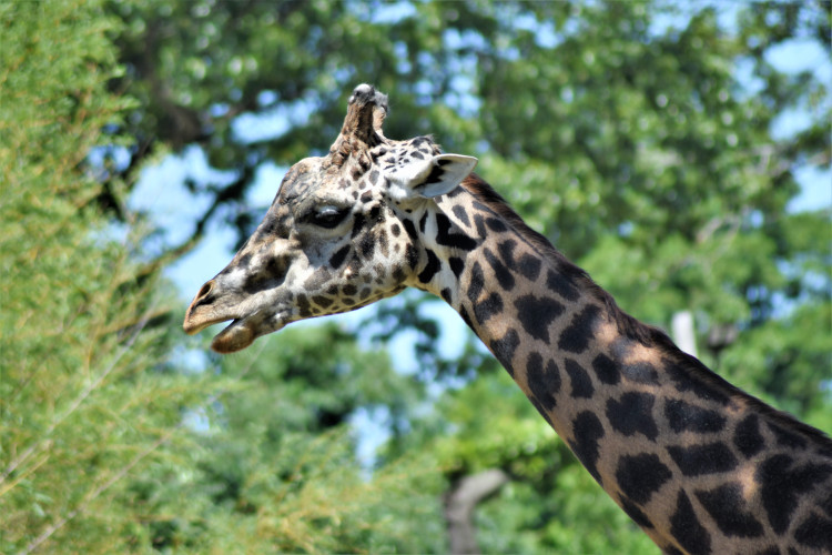 giraffe-profile.jpg