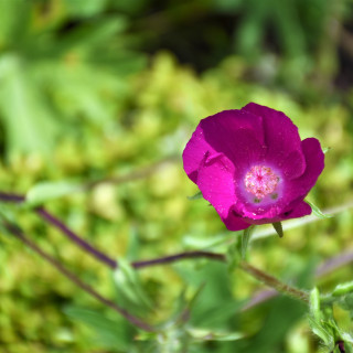 pink-flower