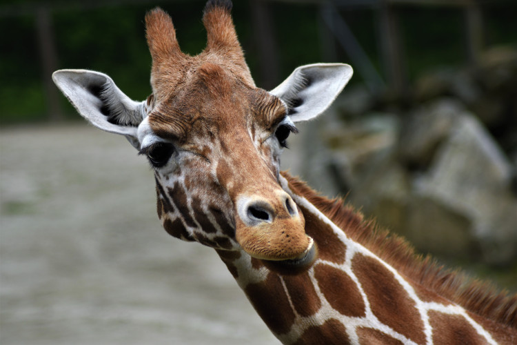 stock-photo-giraffe-263077845.jpg