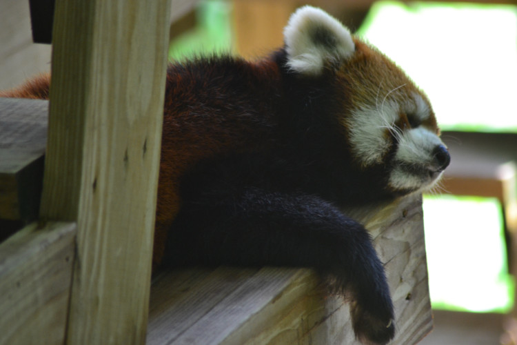 stock-photo-red-panda-80163841.jpg