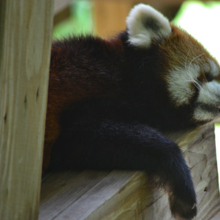 stock-photo-red-panda-80163841