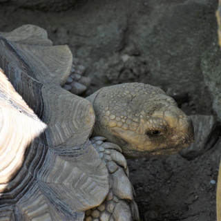 stock-photo-turtle-232777315