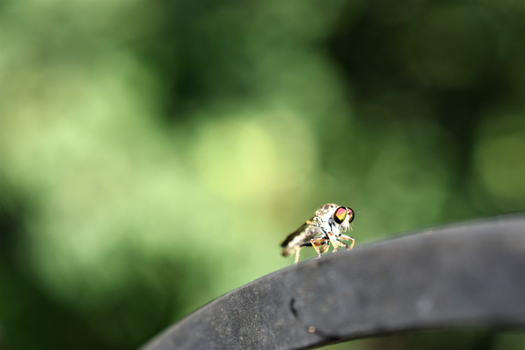 stock-photo-unknown-bug-265678087.jpg