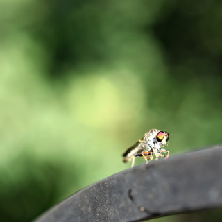 stock-photo-unknown-bug-265678087