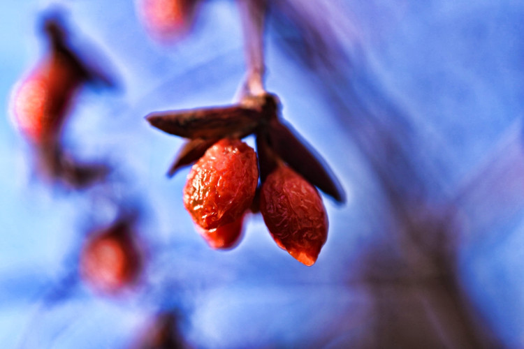 stock-photo-winter-berries-286978259.jpg