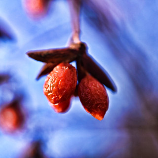 stock-photo-winter-berries-286978259