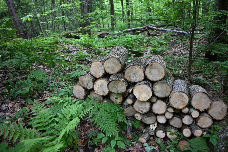 DSC_2664.jpg