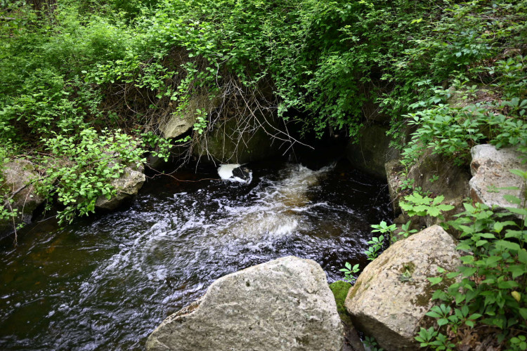 DSC_2667.jpg