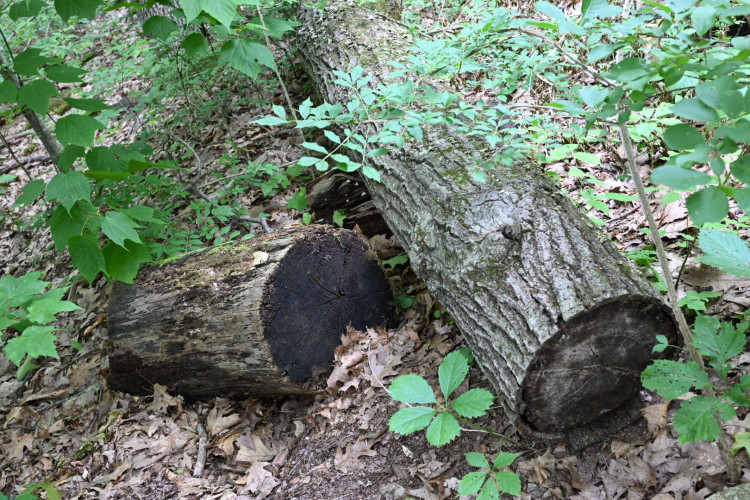 DSC_2967.jpg