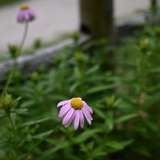 DSC_3079