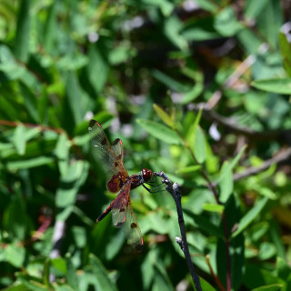 DSC_3339