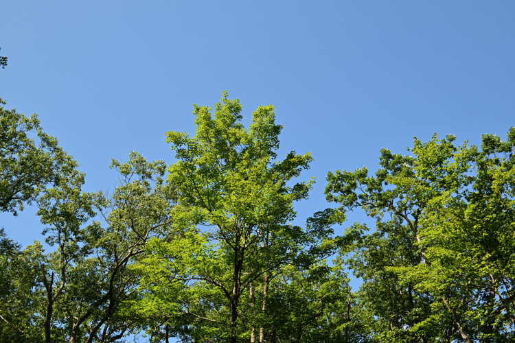 DSC_3381.jpg